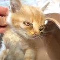 『ひどい風邪で家族と離れてしまった子猫』保護したら…一生懸命生きよ…