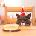 人の1年、猫には何年？猫の年齢を『人年齢に換算』する方法と、覚えて…