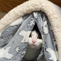 大人気♡『にゃせいふは見た！』隙間からこっそり覗く猫さん