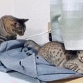 妻にかまってもらいたい夫猫→そっと触れたら、次の瞬間…『切なすぎる…