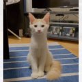 『家に来たときはこんなに細かった猫が…』まさかのビフォーアフターが衝撃…