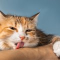 猫が飼い主の腕を『抱きかかえる』理由4つ　愛猫が伝えたいことから適切な…