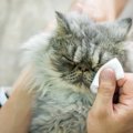 猫の目の周りが汚れる『涙やけ』をキレイにするには？試したい4つのお手入…