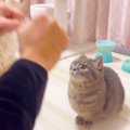 猫と『どっちだ？ゲーム』した結果『意外な才能』が判明して…可愛すぎ…