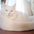 「この猫ベッドを使ってくれるまで１年かかった」1万件のいいね集めた…