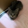 『職場の倉庫に迷い込んだ子猫』を保護→家族に迎えた結果…ほっこりする光…