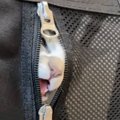 料理をしている間、子猫をキャリーに入れたら…あまりにも悶絶不可避な…