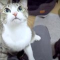 猫ちゃんを膝猫にする方法とは♡？