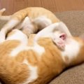 『プロレスをしている2匹の猫』を見ていたら…想像もしていなかった『…