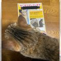 愛猫が脱走！泣きながら朝までかけてポスターを作製した結末が話題