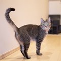 猫がお尻を高くする心理５選！よく見るけど…どんな意味があるの？