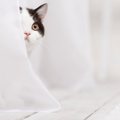 猫が『来客』時に身を隠してしまう3つのワケ！飼い主が事前にすべき配…