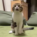 遊ぼうよ！飼い主さんにかまってほしいアピールがかわいい猫さん！