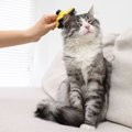 被毛がパックリ…猫の『毛割れ』考えられる4つの原因　きれいな状態を…