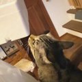 お魚ぎっしりのトロ箱にファンコールをおくる猫ちゃんたち