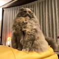 海外でも大人気♡ゴージャス過ぎるペルシャ猫がTwitterで話題！