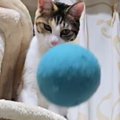 キャットタワーにいる2匹の猫→ボールを投げてみた結果…『ネコとは思えない…