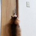 猫が開けられないように『ドアノブを縦向き』にした結果…ペットカメラが捉…