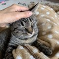 猫を秒で寝かしつける撫で方５つ