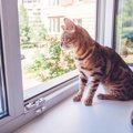 猫が声をかけると『しっぽ』を動かして応じるときの意味5つ