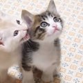 ご飯の準備に気づいた子猫たち→大きな声で鳴き始めて…悶絶必至の『全…