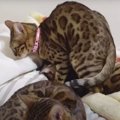 「私強いの♡」きょうだい猫にマウントしちゃう猫ちゃん