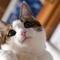 LAYLAの１２猫占い【4/27〜5/3】のあなたと猫ちゃんの運勢