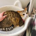 まだ警戒心が残る『保護1年目の猫』→『遊びに来た母』が撫でようとし…