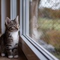 猫が「過ごしやすい」と感じる部屋の必須条件4つ