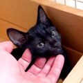 臆病な黒猫の赤ちゃんを保護→１ヶ月後、膝の上に乗せると…悶絶級に可…