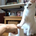 勝因は…？猫ちゃんのおやつ当てゲーム