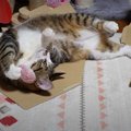 はしゃぎ過ぎ？！猫ちゃんのマイホーム崩壊事件