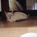 『声だけが聞こえる…』姿の見えない子猫を保護するまでの記録に絶賛の…