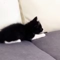 先住猫に近づいたビビリな子猫→見られただけなのに…『まさかのリアクショ…