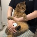爪切りをするために猫を抱き上げたら…あまりにも可愛すぎる『抵抗の様…
