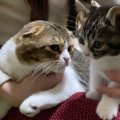 甘えん坊なパパ猫と遊びまくる子猫♡