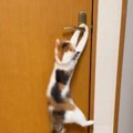 リビングから出たい猫→ドアを開けようと頑張った結果…かわいすぎる『…