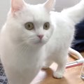 愛猫さんの為に紫外線アレルギーの対策を施す！