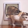 猫ちゃんのキャットドア攻略の瞬間！