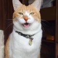 無口なネコに「猫語翻訳アプリ」を使ってみたら…愛を感じるやり取りの…