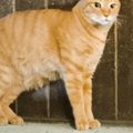 キリっと立っているようで実は……ネコをよく見てみると？→だまされる人が続…