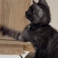 離れたところで『テレビを見ていた子猫』→動いているものが気になって…可…