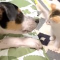 子猫が子犬に戦いを挑んだ結果…遊びたがりの2匹の行動が微笑ましいと1…