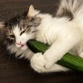 猫と一緒に食べられる『夏野菜』7選！気を付けるべきことも合わせて解説