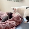 両親の旅行中、娘が５匹のネコと留守番することに→『寂しがるかな』と…