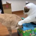 「今助けるぞ！」猫ちゃんの救出劇