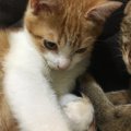 猫や犬の殺処分『ゼロを目指す』為に出来る事