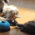 おうちの中で一緒に過ごす『猫と亀』…種族を超えた『平和なやり取り』に癒…