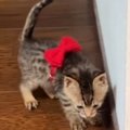 子猫には大きすぎた『リボンの首輪』→成長後につけてみた結果…素敵すぎる…