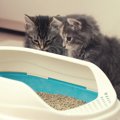 猫の『トイレトレーニング』で大切なポイント3つ！上手くいかないとき…